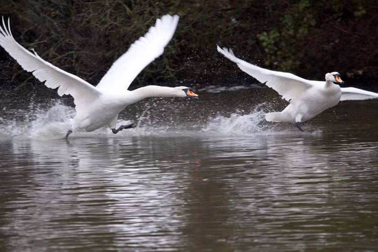 Sự thật xúc động sau việc thiên nga bố đánh đuổi con này cũng khiến nhiều người thán phục. Trong ảnh là thiên nga bố và con trên hồ Stover Center Park, ở Devon, nước Anh đang diễn cảnh bạo lực gia đình.