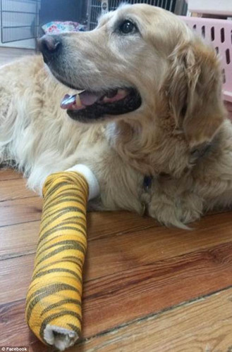 Chú chó dũng cảm Figo đã không ngần ngại nhảy đến chắn trước đầu xe bus để bảo vệ chủ nhân của mình khi thấy có nguy hiểm. Khi đó, bà Audrey và Figo băng qua đường ở Brewster, New York, Mỹ và giật mình bởi chiếc xe bus đưa đón học sinh đi học không nhường đường cho người đi bộ.