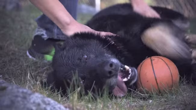 Chú chó thông minh tên Sako đã cứu sống chủ nhân sau khi cậu bé bị tai nạn nghiêm trọng tại một khu vực hẻo lánh. Chú chó trung thành thầm lặng giữ ấm cho chủ qua đêm dài lạnh giá, bảo vệ chủ khỏi sự tấn công của lũ chó sói hung dữ.