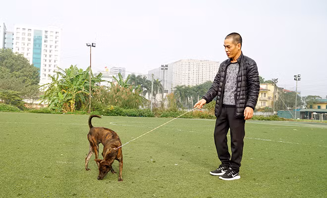 Chó Phú Quốc là loài chó thông minh nhưng tùy mục đích sử dụng của người nuôi mới phát huy được hết tính năng của chúng.