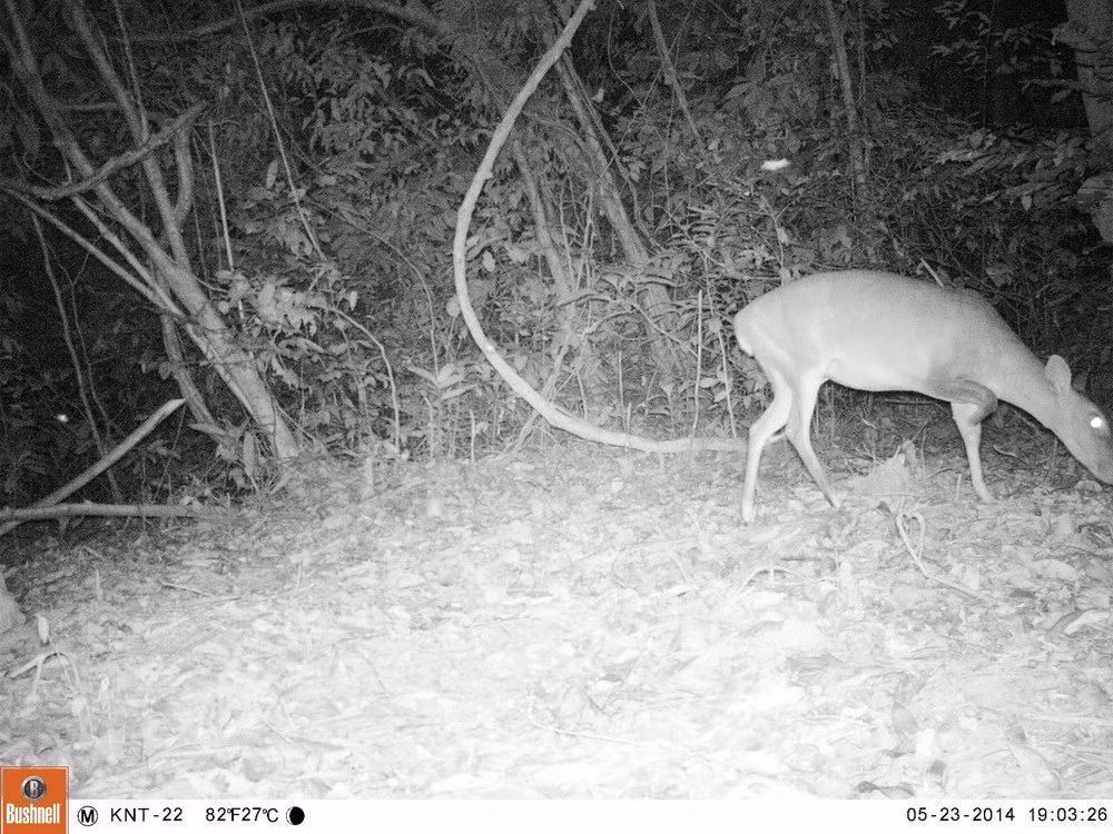 Loài động vật quý hiếm - Mang lớn có tên khoa học Muntiacus vuquangensis chụp được qua bẫy ảnh ở rừng Động Châu-Khe Nước Trong. (Ảnh: Mạnh Thành/TTXVN)