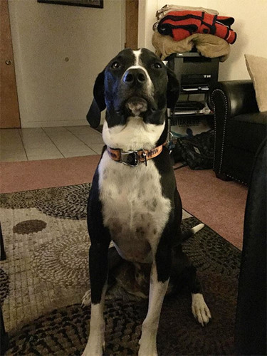 Chú chó này đột nhiên sủa ầm ĩ liên tục suốt 30 phút, nó cố gắng kéo người chủ ra khỏi nhà, cuối cùng người chủ cũng phải hiện được ra rằng chú chó của mình đánh hơi được mùi khí ga đang bị rò rỉ trong nhà.