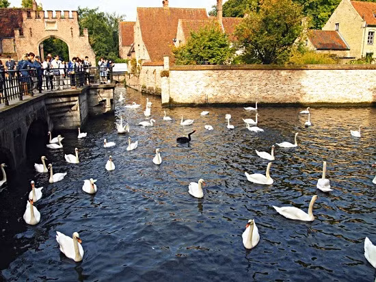 Con thiên nga đen duy nhất lạc giữa đàn thiên nga trắng tại thành phố Bruges.
