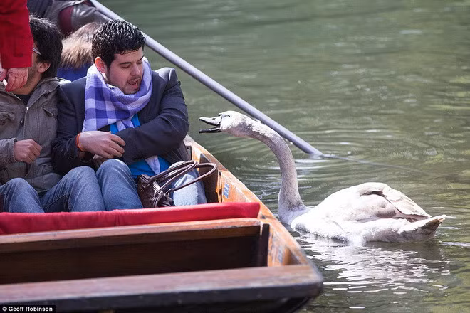 Nó cả gan tấn công những người chèo thuyền trên sông.