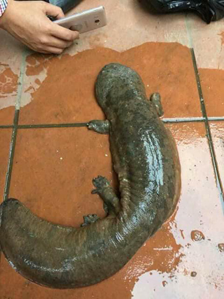 Con vật lạ anh Hoàng Sơn bắt được tối khuya ngày 3/2 vừa qua.