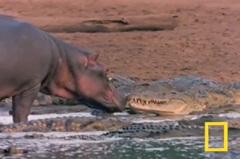 Chúng có thể giết chết bất cứ kẻ nào mạo phạm đến lãnh thổ của chúng.