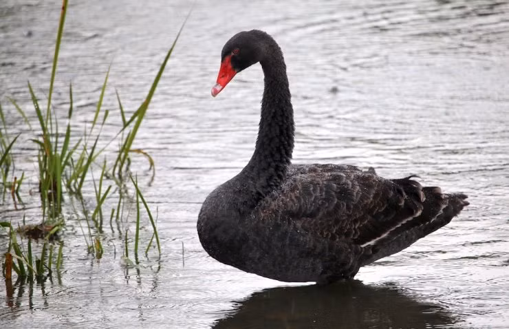 Thức ăn chủ yếu của thiên nga ở Nhật có ngay trong môi trường sống. Đó là cỏ, một số sinh vật sống trong nước.