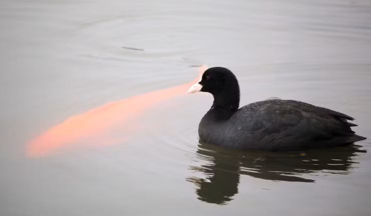 Tất nhiên ở các hồ của Nhật Bản, cá chép là con vật không thể thiếu.