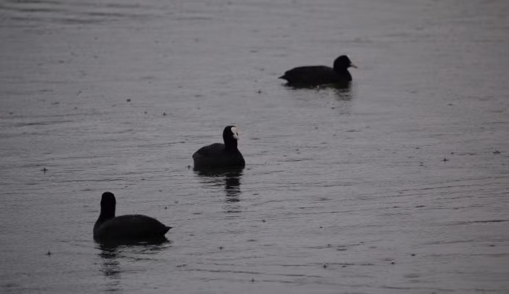 Chính vì vậy cứ đến mùa là chúng về và đương nhiên được bảo vệ