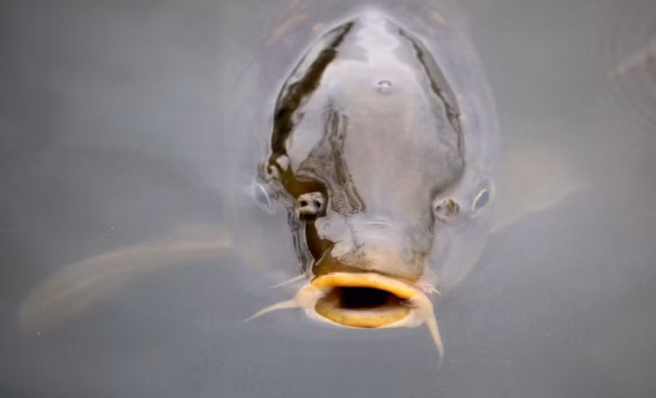 Chính quyền Nhật không cấm câu cá chép nhưng loại cá này sau khi bị câu thường được thả ngay. Không có nhiều Nhật người thích ăn cá chép.