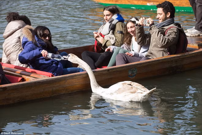 Con thiên nga xấu tính này tên là Asbaby, thích ăn bánh mì, uống nước trong chai và thậm chí còn cố gắng ăn cắp túi xách của phụ nữ.