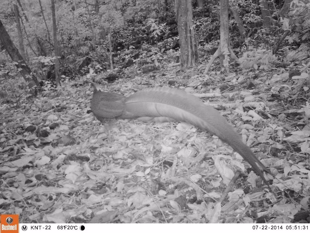 Trĩ sao có tên khoa học Rheinardia ocellata chụp được qua bẫy ảnh ở rừng Động Châu-Khe Nước Trong. (Ảnh: Mạnh Thành/TTXVN)