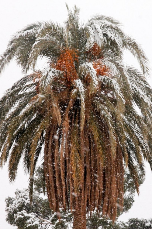 Trước đó, sau ngày Giáng sinh năm 2017, thị trấn Ain Sefra cũng bị tuyết phủ trắng, khiến mọi thứ đều xáo trộn, thậm chí trở nên hỗn loạn vì hành khách bị mắc kẹt trên xe buýt do đường trơn trượt và đóng băng.