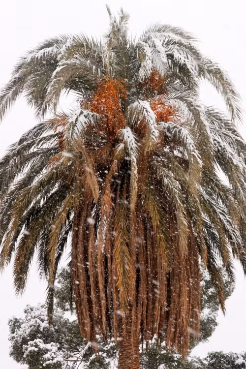 Trước đó, sau ngày Giáng sinh năm 2017, thị trấn Ain Sefra cũng bị tuyết phủ trắng, khiến mọi thứ đều xáo trộn, thậm chí trở nên hỗn loạn vì hành khách bị mắc kẹt trên xe buýt do đường trơn trượt và đóng băng.