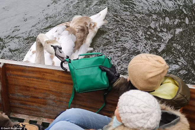 Du khách đi tham quan sông Cambridge, Anh đã có phen hốt hoảng khi bị một chú thiên nga tấn công.