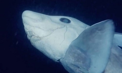 Lần đầu quay được hình ảnh cá mập ma từng sống triệu năm trước.