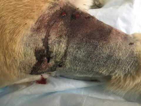 Chú chó tên Haus vật lộn với rắn độc cứu bé gái và bị cắn 3 phát nhưng vẫn nhất quyết không lùi bước. Haus bị thương nặng sau khi bị con rắn cắn 3 phát suýt trúng thận.