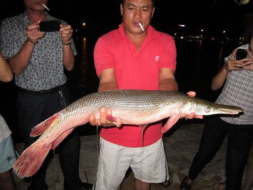 Năm 2012, anh Trần Văn Hạnh (trú tại khối 7, phường Hà Huy Tập, TP Vinh) câu được một con cá lạ có thân hình tròn, dài, phần đầu rất khác giống như đầu cá sấu, có răng sắc nhọn trong hồ cũng khiến mọi người xôn xao bàn tán. Thực chất chỉ là con cá hỏa tiễn, cá nước ngọt có nguồn gốc từ Bắc Mỹ.