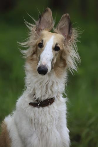 #4 – Borzoi Chó Borzoi có thể chạy với vận tốc 58 km/giờ và là giống lai giữa Greyhound và một giống chó từ Nga. Do có gene từ chó Greyhound chạy nhanh nhất hành tinh nên chúng cũng sở hữu khả năng di chuyển siêu hạng.