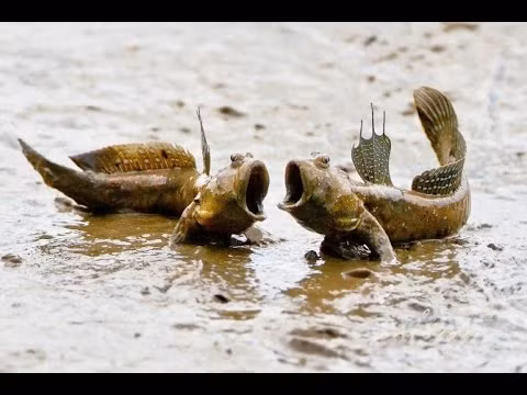 Cá thòi lòi hay còn gọi là cá leo cây vì có khả năng leo cây ấn tượng, nhưng đặc biệt hơn, chúng còn có thể nhịn ăn trong một năm mà vẫn sống khỏe mạnh.