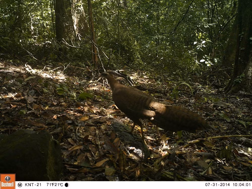 Trĩ sao có tên khoa học Rheinardia ocellata chụp được qua bẫy ảnh ở rừng Động Châu-Khe Nước Trong. (Ảnh: Mạnh Thành/TTXVN)