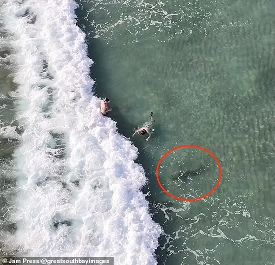 Daily Mail đưa tin, đoạn video ghi lại khoảnh khắc cá mập bơi gần hai người lặn biển ở ngoài khơi bờ biển thành phố Stuart, Florida, Mỹ. (Nguồn ảnh: Jam Press/DM) 