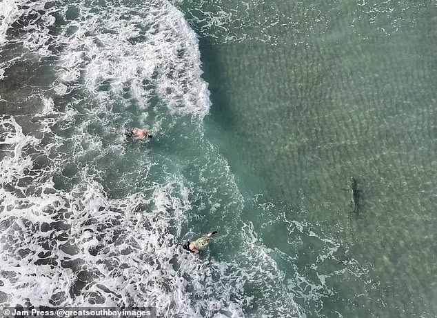 Có lúc, nó bơi ngay phía sau người đàn ông khi anh đang lặn nhưng anh không hề hay biết. 