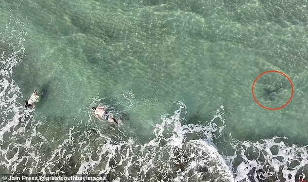 Con cá mập chỉ cách hai người lặn biển vài mét khi họ đang bơi ở vùng nước nông. 