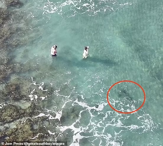 Ông Busch đã bị sốc trước những gì nhìn thấy khi quay phim nhưng lúc đó không thể thông báo cho hai người lặn biển. 