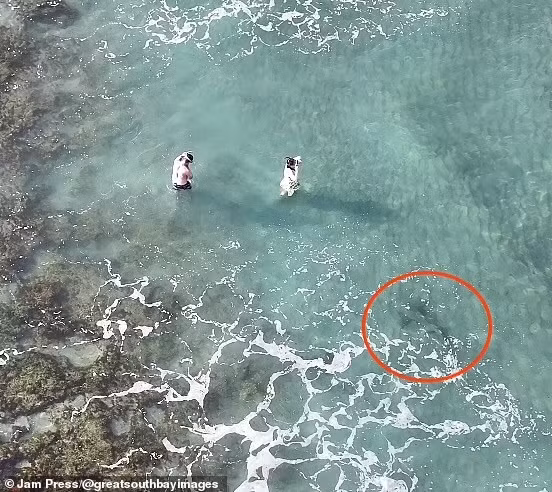 Ông Busch đã bị sốc trước những gì nhìn thấy khi quay phim nhưng lúc đó không thể thông báo cho hai người lặn biển. 