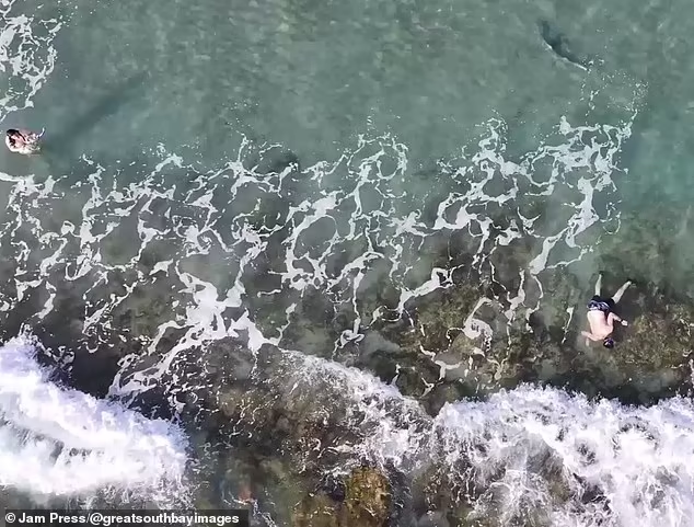 "Tôi để ý thấy một con cá mập ở phía bãi biển có rạn san hô và hai người lặn ống thở ở vùng nước rất nông mà hoàn toàn không biết đến nó. Nó tiến lại gần họ nhiều lần, chỉ cách họ vài mét", ông Busch nói tiếp. 