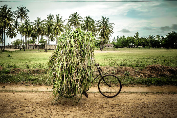 Mùa gặt ở Tanzania. Nông dân chở "chiến lợi phẩm" bằng xe đạp về nhà. Đây là bức ảnh chụp cuộc sống của người dân của nhiếp ảnh gia Wim Demessemaekers. (Nguồn ảnh: BP)