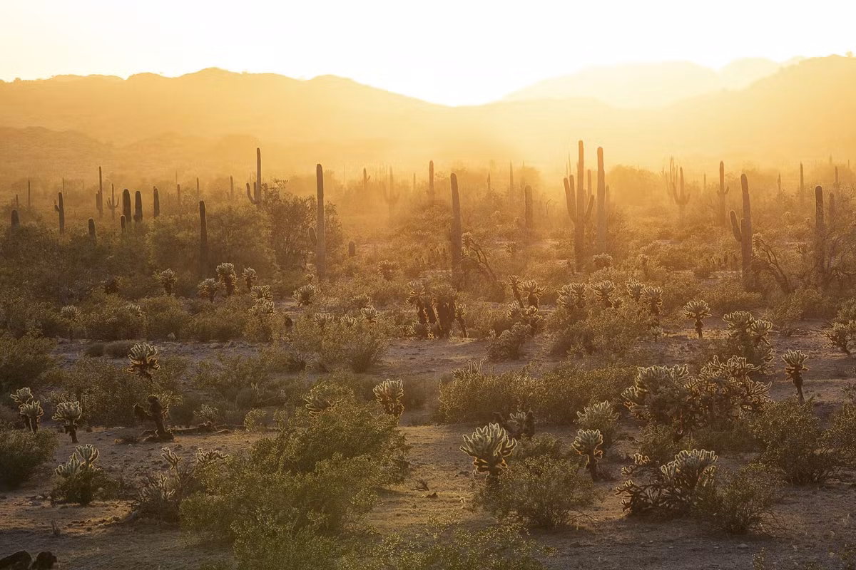Ánh mặt trời chiếu xuống Di tích quốc gia Sa mạc Sonoran ở Arizona.