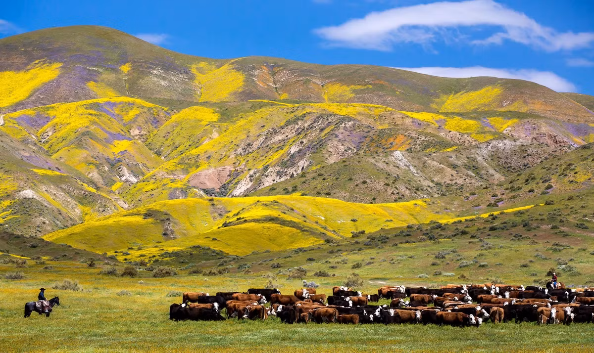 Hoa dại phủ kín những ngọn đồi trong Di tích quốc gia Carrizo Plain vào năm 2019.