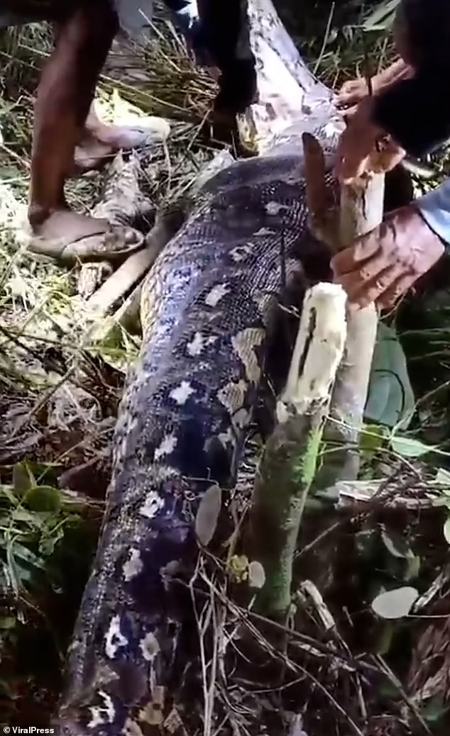 Phat hien bung tran to bat thuong, rung roi thay thu ben trong-Hinh-4