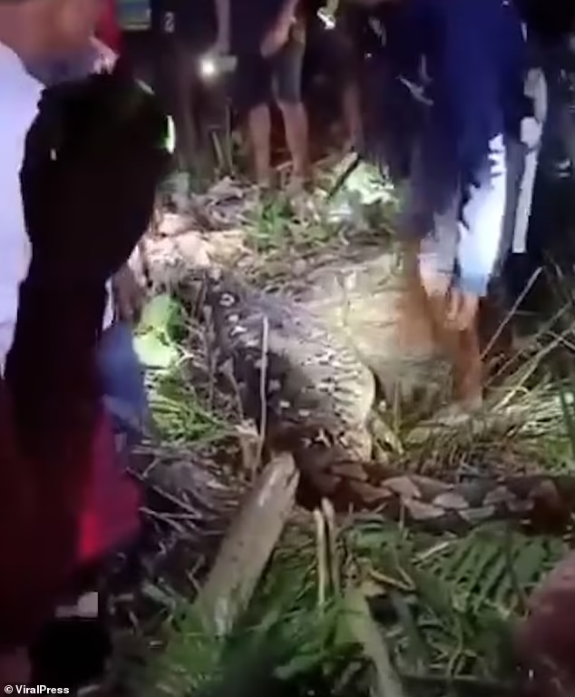 Phat hien bung tran to bat thuong, rung roi thay thu ben trong-Hinh-2