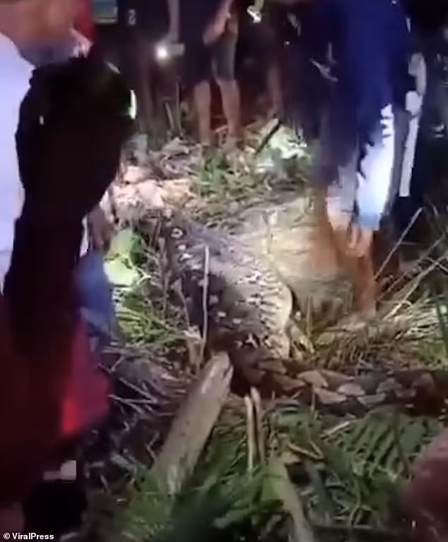 Gia đình và người dân địa phương vội vàng tỏa ra tìm kiếm và lo sợ điều tồi tệ nhất xảy ra sau khi họ lần theo dấu vết và tìm thấy con trăn dài khoảng 8 mét với chiếc bụng to bất thường.