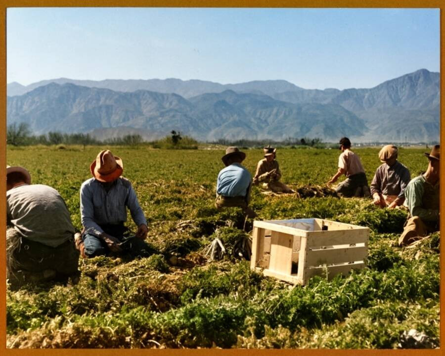 Những người di cư trong "cơn bão đen" hái cà rốt tại một trang trại ở California năm 1937.