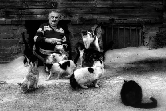 Người đàn ông cho những chú mèo ăn.