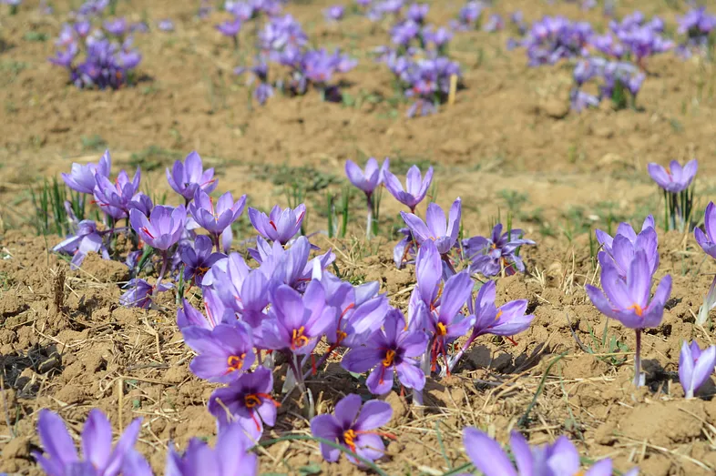 Pampore, nằm ở Pulwama thuộc Jammu và Kashmir, được biết đến là vùng đất của nghệ tây và là địa điểm chính sản xuất loại gia vị này ở Ấn Độ. Ảnh: MC.