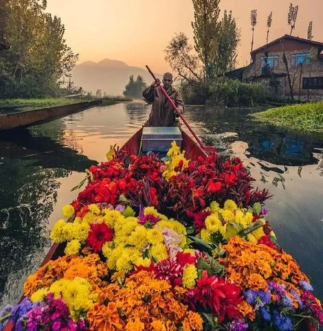 Địa hình độc đáo của Kashmir đã tạo nên một trong những nét đặc trưng hấp dẫn nhất của nơi này - những khu vườn nổi. Ảnh: MC.