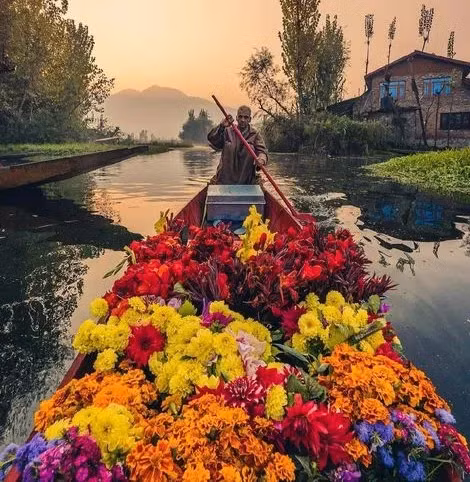 Địa hình độc đáo của Kashmir đã tạo nên một trong những nét đặc trưng hấp dẫn nhất của nơi này - những khu vườn nổi. Ảnh: MC.