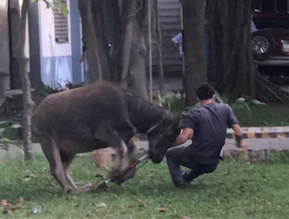  Trâu điên quậy phá công ty, lực lượng chức năng phát loa tìm chủ. Sáng ngày 19/12, một con trâu không có người trông coi đột nhiên xông vào trong Công ty Vision Vina, thuộc khu phố An Thành, phường Thái Hòa, TX.Tân Uyên (Bình Dương) quậy phá. Sự việc bất ngờ khiến nhiều công nhân hoảng loạn, bỏ chạy. Con trâu gây náo loạn nhiều nơi, húc người và xe nâng hàng của công ty. Một số công nhân đã tìm cách khống chế và buộc chặt vào cột, sau đó con trâu đã chết. Chiều cùng ngày, UBND phường Thái Hòa đã phát loa thông báo chủ sở hữu con trâu “điên” này.