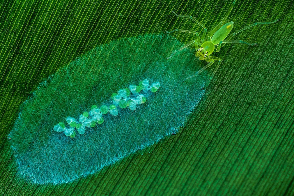 Á quân hạng mục "Động vật khác" là Yuhui Hu với tác phẩm "Chăm sóc nhện". Ảnh chụp tại Khu bảo tồn thiên nhiên Quảng Đông, Trung Quốc.