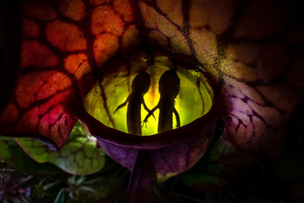 Thứ bên trong bức ảnh khiến nhiều người nghĩ về một con mắt. Tuy nhiên, đó thực chất là hai con kỳ nhông bị kẹt trong cây ăn thịt ở Trạm nghiên cứu Động vật Hoang dã Algonquin, Ontario, Canada. Ảnh của Samantha Stephens, thắng hạng mục "Động vật khác".