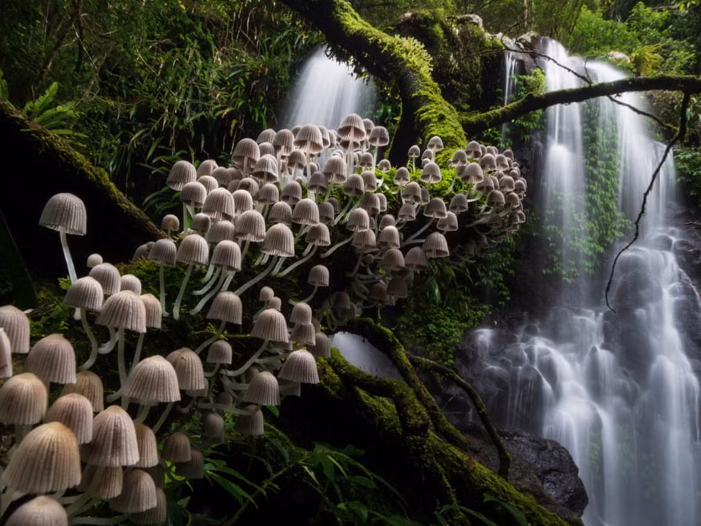 Tại festival "Trò chuyện về ảnh thiên nhiên" diễn ra ở Hà Lan mới đây, ban tổ chức đã công bố những tác phẩm thắng cuộc theo từng hạng mục. Trong ảnh, tác phẩm giành ngôi á quân hạng mục "Thực vật và nấm" của Kevin De Vree (Bỉ). Hàng nấm nối dài tạo cảm giác như chúng đang chuyển động trong cánh rừng.
