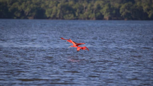 Ở đảo Ilha do Cardoso, chỉ có người sinh ra tại đây hoặc phải kết hôn với một người địa phương thì mới được định cư.