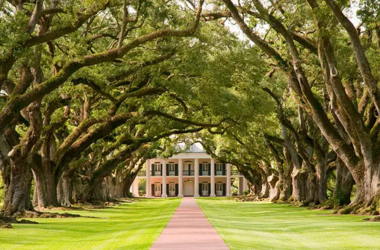 Đồn điền Oak Alley ở Vacherie, Louisiana, được coi là căn nhà lịch sử đẹp nhất ở Mỹ. Đồn điền trồng mía Oak Alley Plantation được nhiều người biết đến bởi vẻ đẹp của hàng cây sồi đại thụ được trồng từ thế kỷ 18.