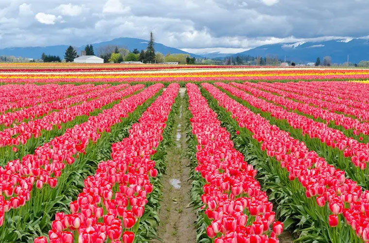 Cánh đồng hoa Tulip ở thung lũng Skagit, Washington, là một trong những cảnh quan tuyệt đẹp tựa chốn thiên đường ở nước Mỹ vào mùa xuân.