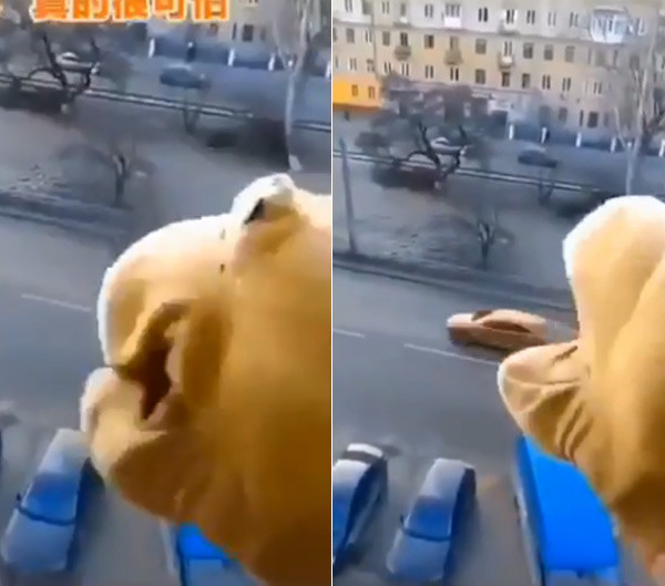 Một cư dân mạng đã nghĩ ra cách giải trí đeo bao tay hình con thú và ngồi trong nhà gắp từng chiếc ô tô qua cửa kính nhà chung cư.